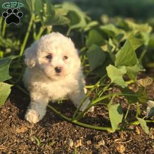 Dolly, Bichon Frise Puppy