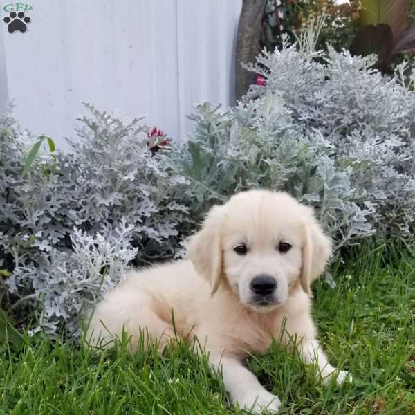 Polar, English Cream Golden Retriever Puppy