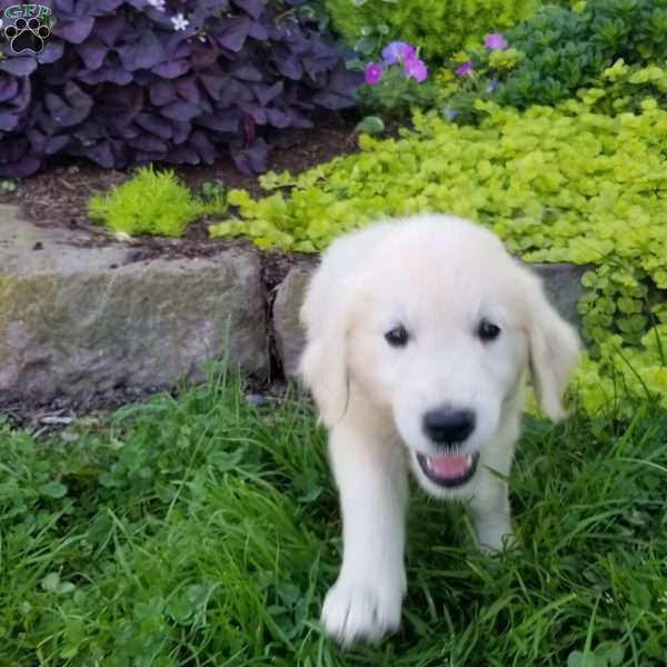 Penny, English Cream Golden Retriever Puppy