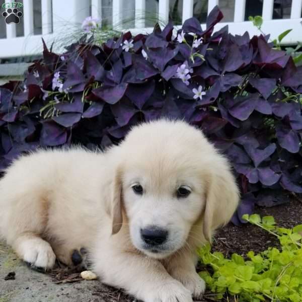 Patrick, English Cream Golden Retriever Puppy