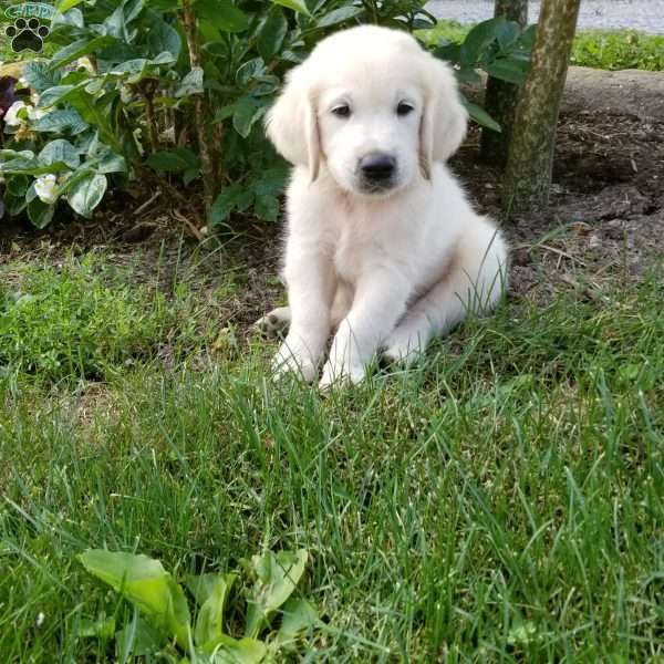 Peter, English Cream Golden Retriever Puppy