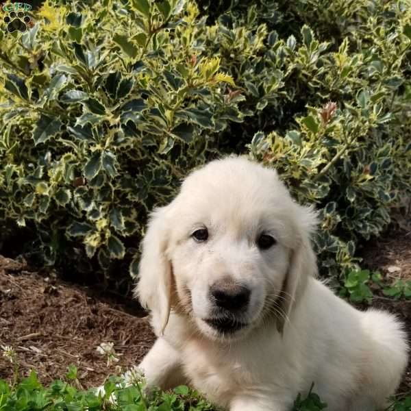 Eskimo, English Cream Golden Retriever Puppy