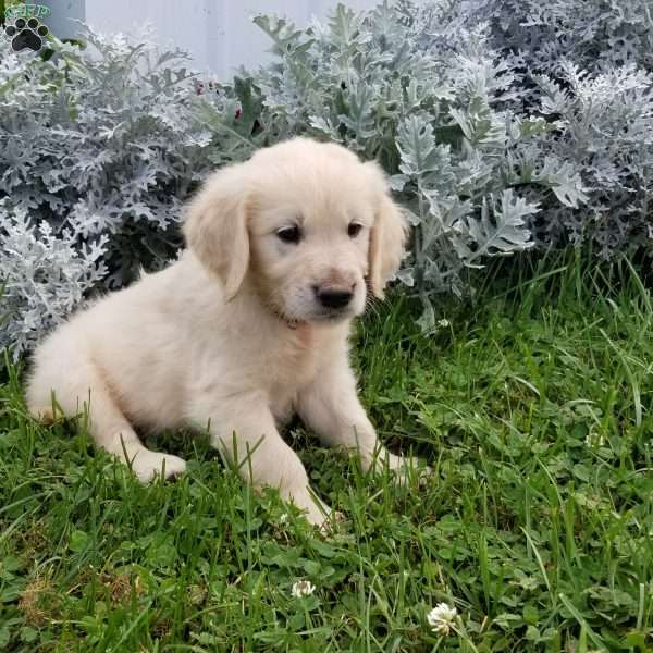 Keri, English Cream Golden Retriever Puppy