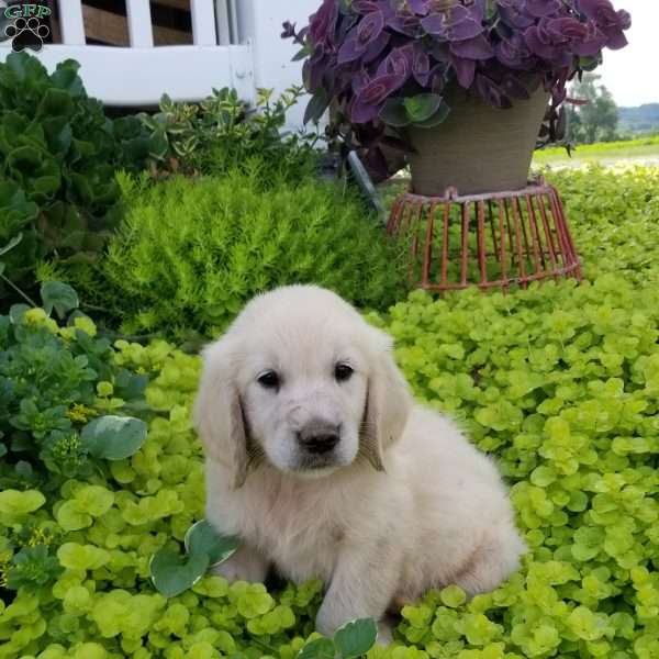 Heather, English Cream Golden Retriever Puppy