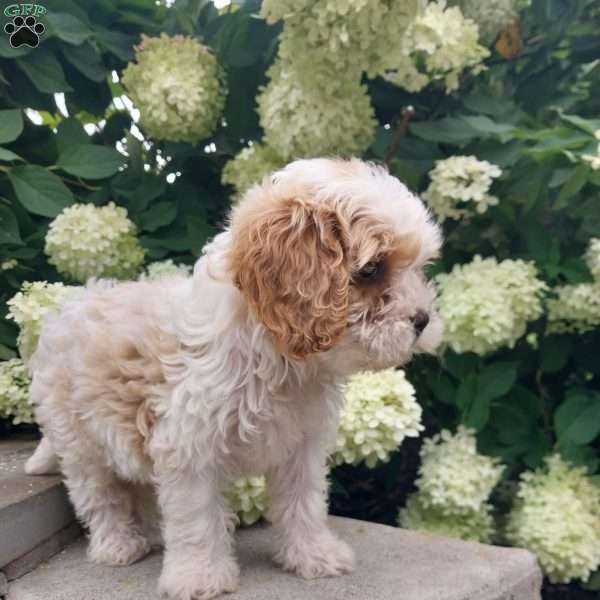 Lila, Cavapoo Puppy