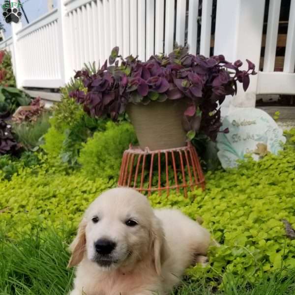 Samson, English Cream Golden Retriever Puppy