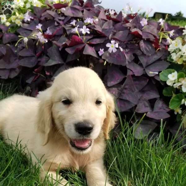 Vincent, English Cream Golden Retriever Puppy