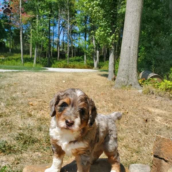 Chase, Bernedoodle Puppy