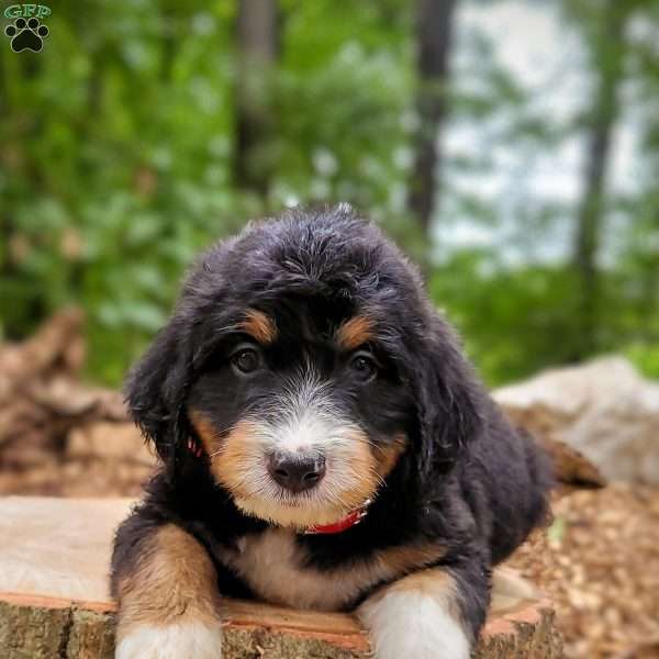 Patrick, Mini Bernedoodle Puppy