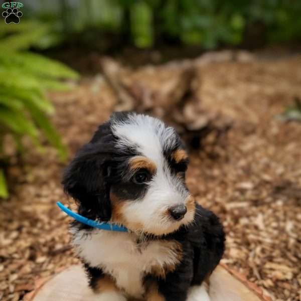 Puka, Mini Bernedoodle Puppy