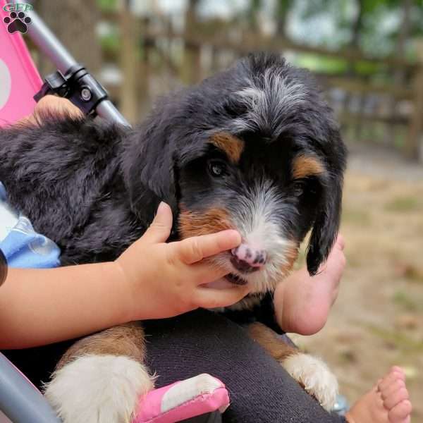 Penny, Mini Bernedoodle Puppy