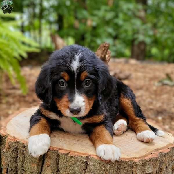 Pearl, Mini Bernedoodle Puppy