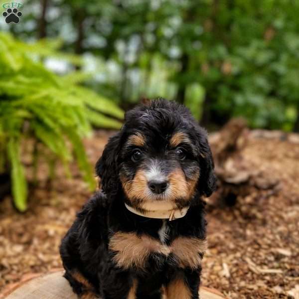 Phoebe, Mini Bernedoodle Puppy