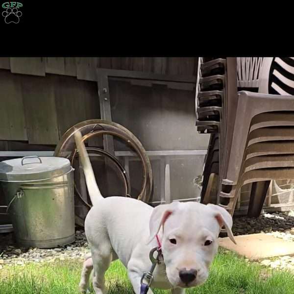 Bowsers, Dogo Argentino Puppy