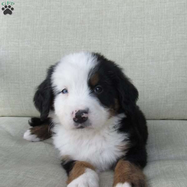 Samson, Bernese Mountain Dog Puppy