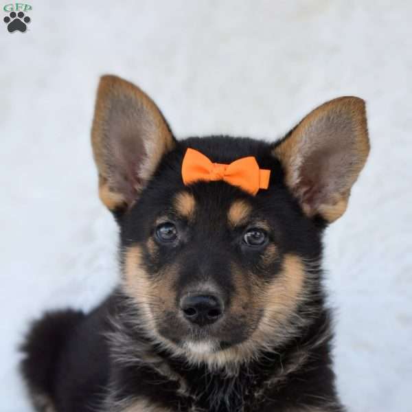 Rex, German Shepherd Puppy