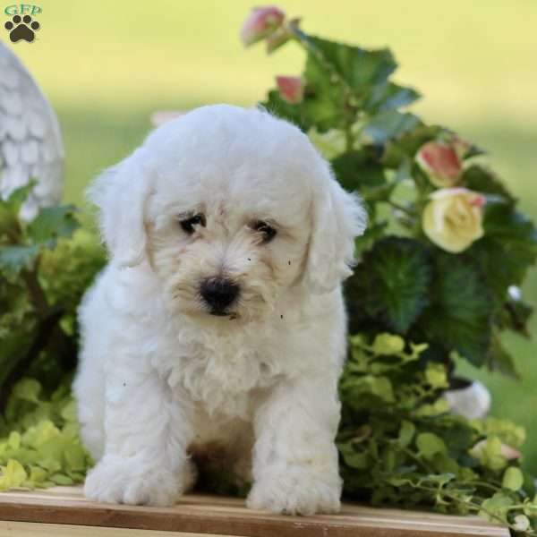 Casper, Bichon Frise Puppy