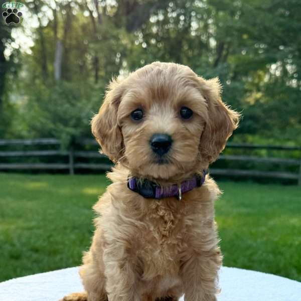 Poppy, Mini Bernedoodle Puppy