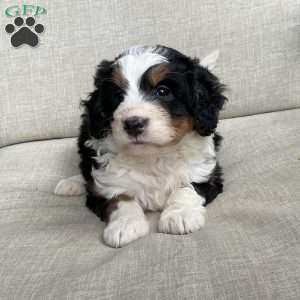 Dallas, Mini Bernedoodle Puppy