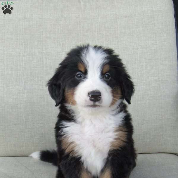 Hudson, Bernese Mountain Dog Puppy