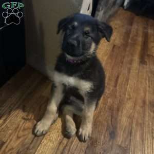 Purple, German Shepherd Puppy