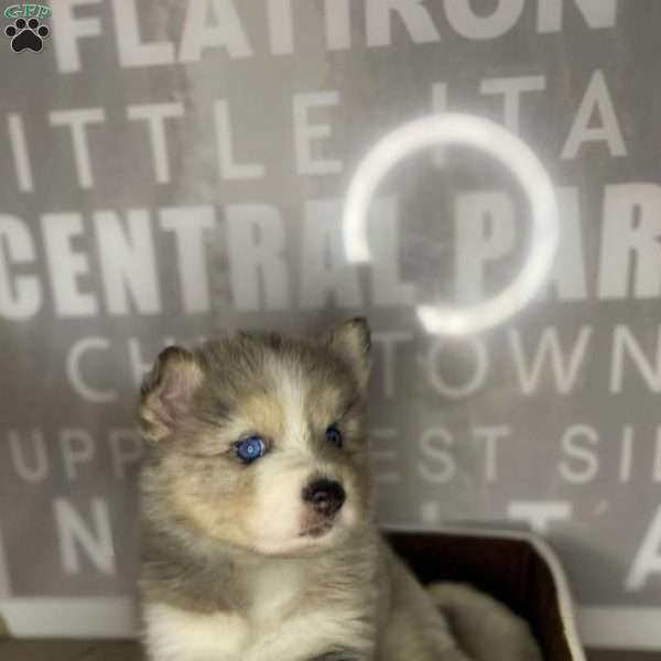 Zane, Pomsky Puppy