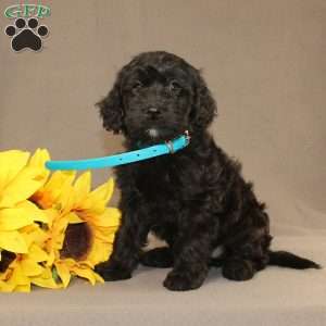 Eddie, Golden Cavadoodle Puppy