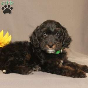 Ethan, Golden Cavadoodle Puppy