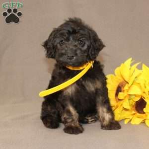 Elsa, Golden Cavadoodle Puppy