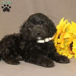 Eleanor, Golden Cavadoodle Puppy