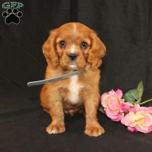 Terry, Cavalier King Charles Spaniel Puppy