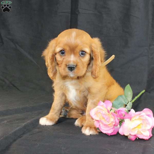 Titus, Cavalier King Charles Spaniel Puppy