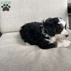 Dallas, Mini Bernedoodle Puppy