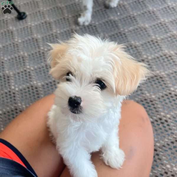 Agnes, Coton de Tulear Puppy