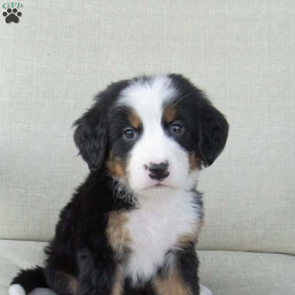 Hazel, Bernese Mountain Dog Puppy