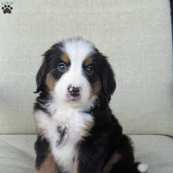 Jewel, Bernese Mountain Dog Puppy