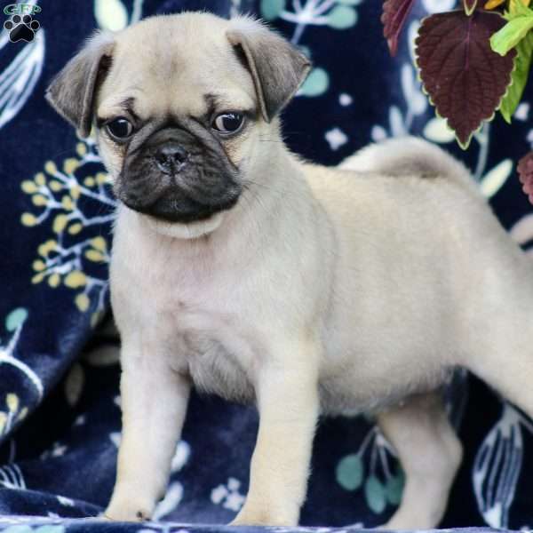 Sky, Pug Puppy