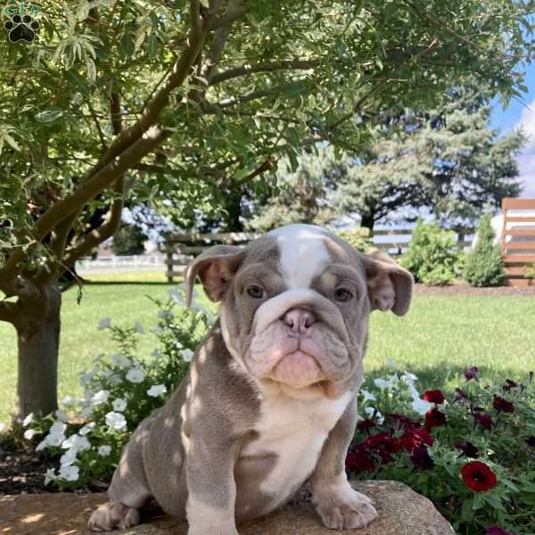 Polly, English Bulldog Puppy