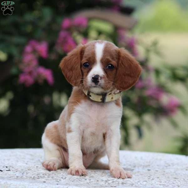 Carla, Beaglier Puppy