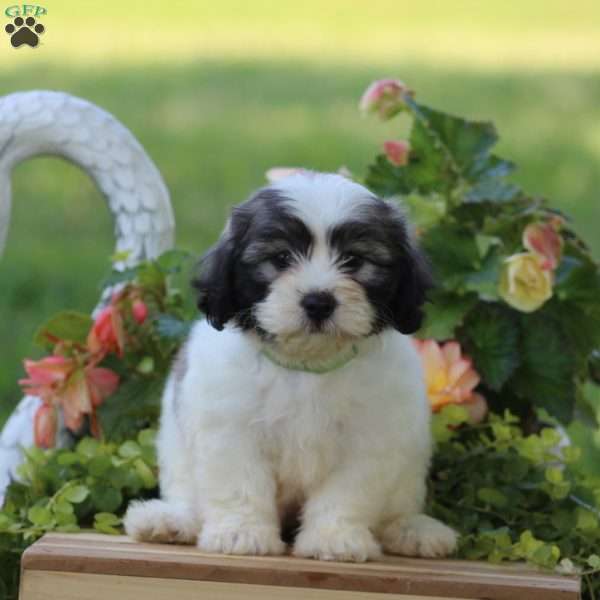 Ginger, Teddy Bear Puppy