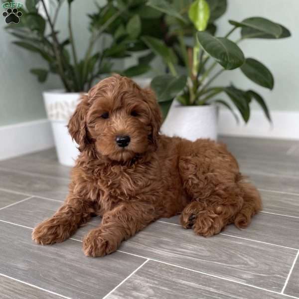 Princess, Mini Goldendoodle Puppy