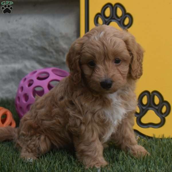 Charlie, Cavapoo Puppy