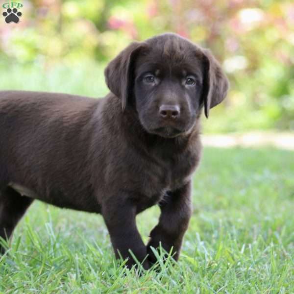 Bunny, Chocolate Labrador Retriever Puppy