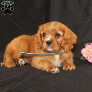 Terry, Cavalier King Charles Spaniel Puppy