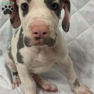 Spots, Great Dane Puppy