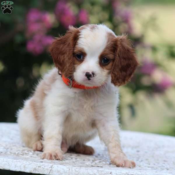 Clifford, Beaglier Puppy