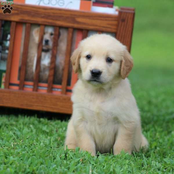 Sydney, Golden Retriever Puppy