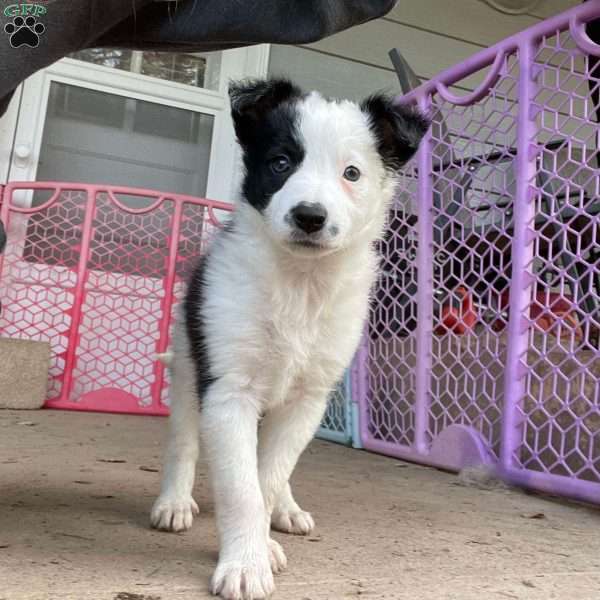 Luna, Border Collie Puppy