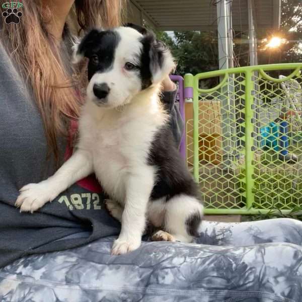 Lavender, Border Collie Puppy