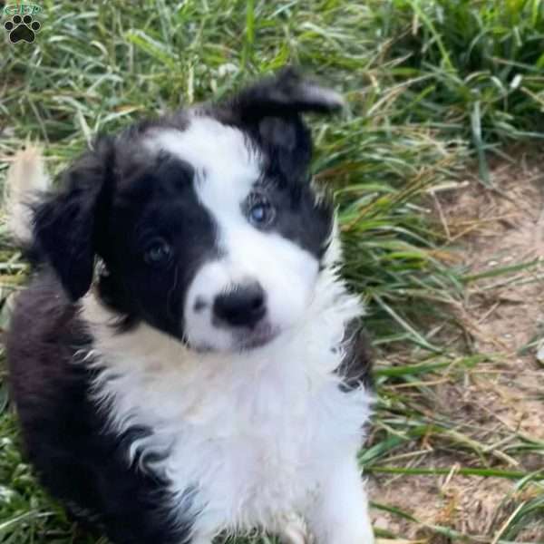 Lily, Border Collie Puppy